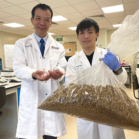 NTU Singapore William Che (left) and his team in Singapore are exploring new ways to break down the chemical bonds in spent grain (Credit: NTU Singapore)