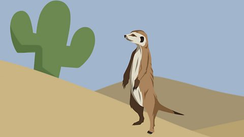 Meerkat in the desert