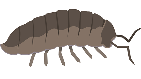 An illustration of a woodlouse