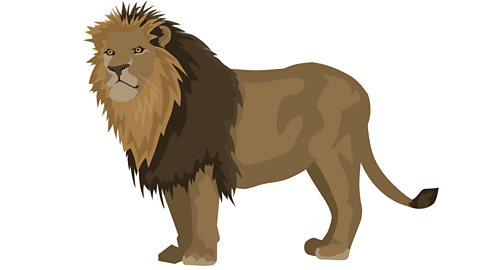 An illustration of a lion