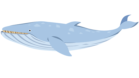 An illustration a blue whale