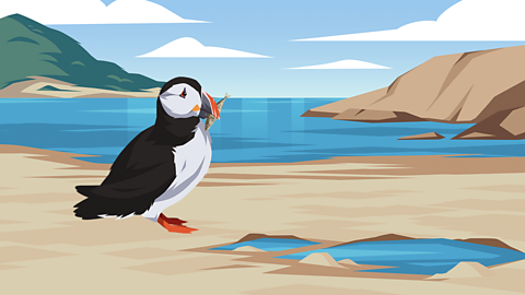 An illustration of a puffin eating a fish in a coastal habitat