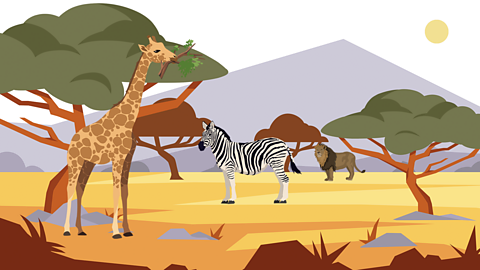 An illustration of the Serengeti with a giraffe, zebra and lion