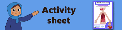 Download the activity sheet