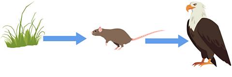 A rat eats the grass and the rat is then eaten by the eagle