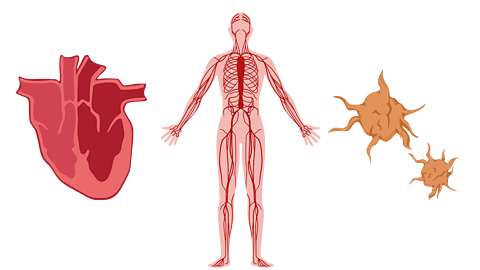 A heart, the human body with blood vessels and blood cells