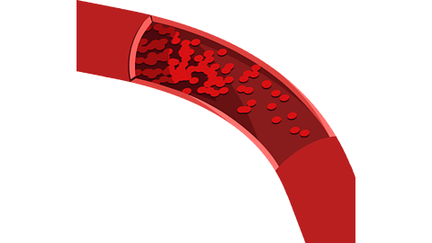 A vein carrying deoxygenated blood cells