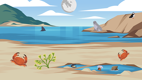 An illustration of a coastal habitat