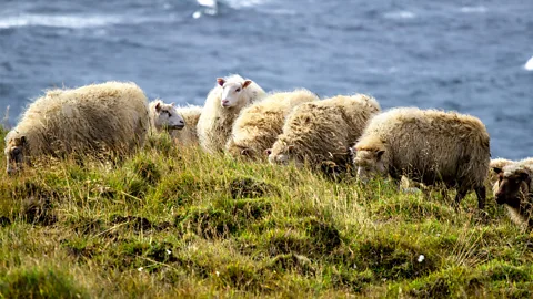 Getty Images Iceland’s sheep are believed to be descendants of those brought over by the Vikings (Credit: Getty Images)