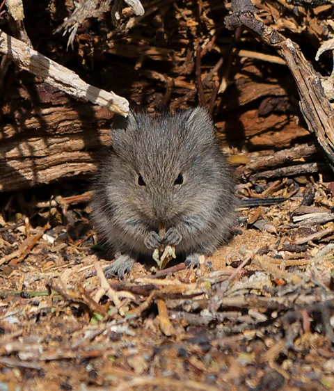 Jingyu Qiu Bush Karoo rats live alone, but build big stick lodges to protect themselves from temperature swings as well as predators (Credit: Jingyu Qiu)