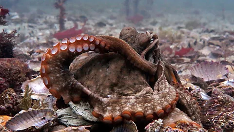 Peter Godfrey-Smith Octopuses are famously solitary but one species, gloomy octopuses, are sometimes found living in groups, where they appear to tolerate one another (Credit: Peter Godfrey-Smith)