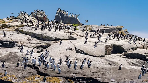 Alamy In addition to Atlantic puffins, Machias is also home to hundreds of razorbills (Credit: Alamy)