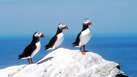 Alamy Machias Island is home to more than 8,000 pairs of Atlantic puffins (Credit: Alamy)