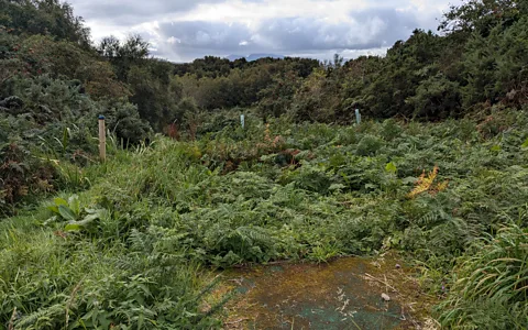 Jocelyn Timperley Vegetation now surrounds what used to be the first tee at The Plock (Credit: Jocelyn Timperley)