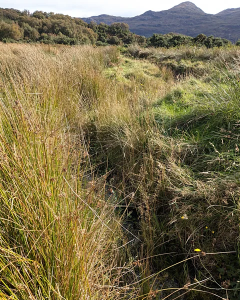 Jocelyn Timperley Golf courses that are being made a little wilder can offer lessons for other types of land as well, says Plock ranger Heather Beaton (Credit: Jocelyn Timperley)