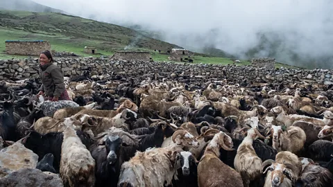 Eileen McDougall Traditional corrals use open stone walls to keep livestock together – they allow snow leopards inside and no way for the livestock to escape (Credit: Eileen McDougall)