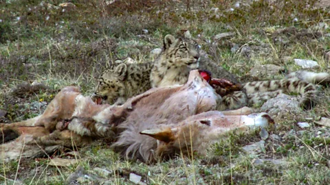 Tshiring Lhamu Lama Livestock form a major part of the diet of snow leopards in some parts of the Himalaya, but that creates conflict with farming communities (Credit: Tshiring Lhamu Lama)