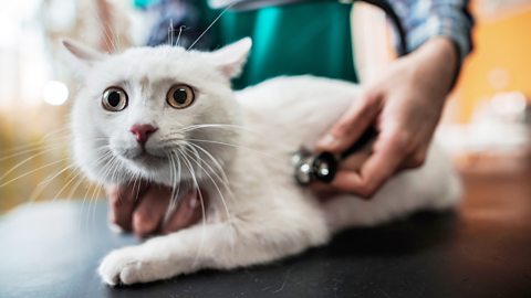 White cat on the vet's table for a checkup. The vet is listening to the cat's side with a stethoscope. The cat shows stressed body language with flattened ears, stiff forward-pointing whiskers and widened eyes.