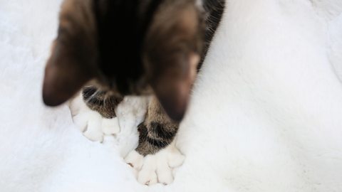 Tabby cat with white paws seen from above to show the paws spread wide, kneading the white blanket under the cat.