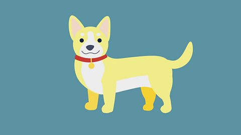 The Adventures of Piccalilli Ninja Dog