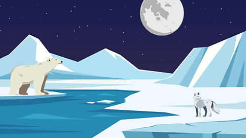 An illustration of a polar habitat at night