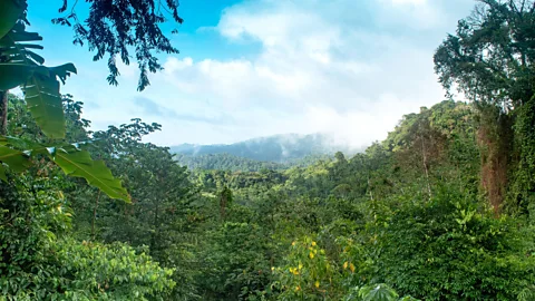 Alamy The Northern Range covers about 25% of the entire island of Trinidad (Credit: Alamy)