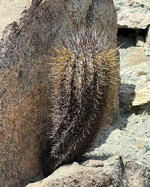 Sofia Quaglia Despite their extraordinary tenacity, many cactuses found in the region are highly vulnerable (Credit: Sofia Quaglia)