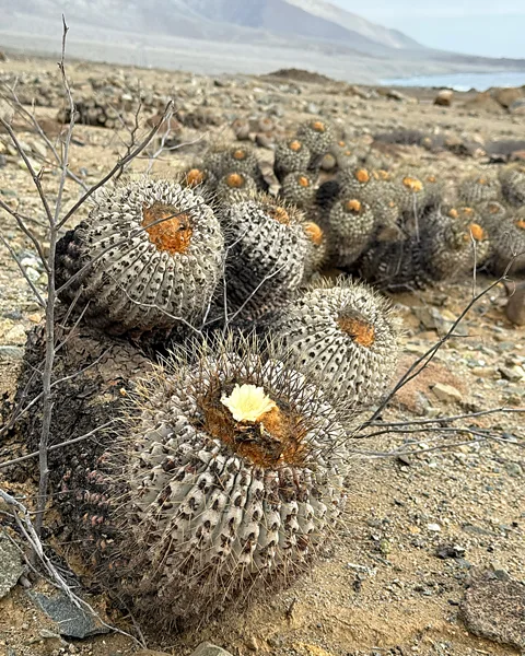 Sofia Quaglia Adapted to extraordinarily harsh conditions, some these cactuses can survive transportation across the world (Credit: Sofia Quaglia)