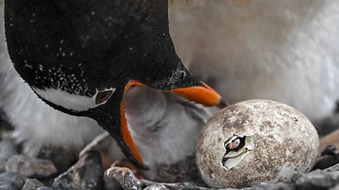 Getty Images Los complejos ecosistemas de la Antártida están en riesgo de especies invasoras (crédito: Getty Images)