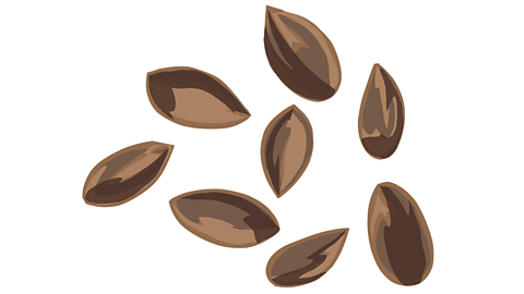 An illustration of seeds