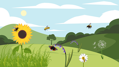 An illustration of wildflower plants in a meadow with pollinators like bees and butterflies