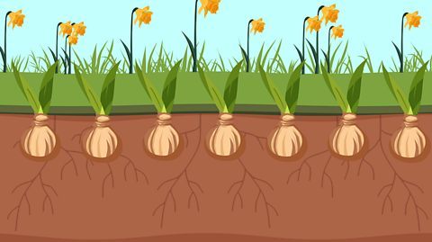 An illustration of daffodils and bulbs growing in soil