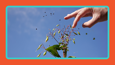 A photo of a Himalayan balsam's exploding seeds