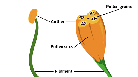 A diagram of a anther