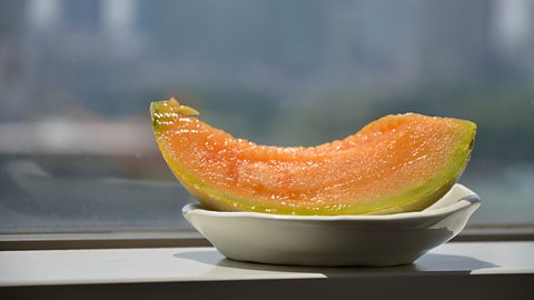 Slice of Yubari melon in a dish. These expensive fruits are traditionally given as gifts. A handsome fruit for a kingly price