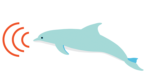 An illustration of a dolphin using echolocation