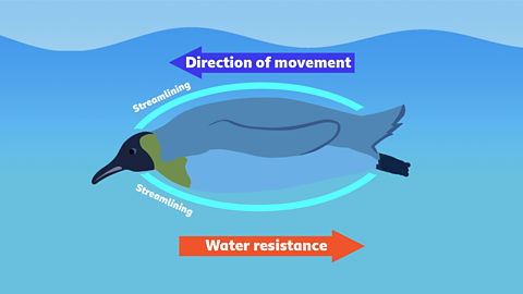 An illustration of a penguin with streamlining, direction of movement and water resistance labelled.