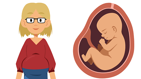 An illustration of a pregnant woman and a foetus