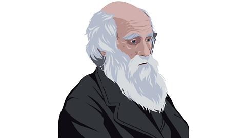 An illustration of the scientist Charles Darwin