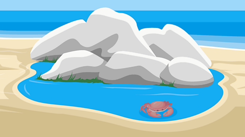 A rockpool with a crab in it.