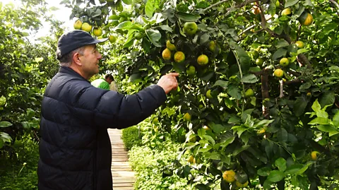 Lucy Lovell Vicente Todolí at Todolí Citrus (Credit: Lucy Lovell)