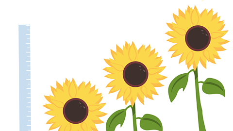 An illustration of sunflowers growing at different lengths