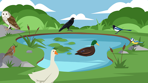 An illustration of birds around a pond