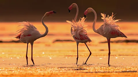 Getty Images Flamingos stand in the waters of Pulicat Lake, India (Credit: Getty Images)