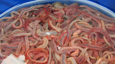 Meerasa/ Mangrove Foundation of India Polychaetes are an economically and ecologically important worm in the Pulicat region (Credit: Meerasa/ Mangrove Foundation of India)