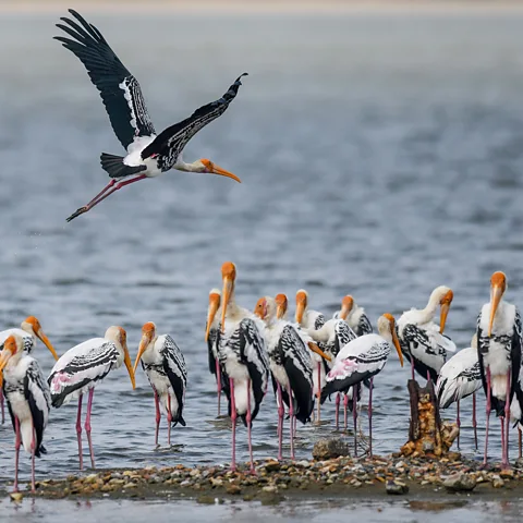 Getty Images Pulicat Lake is an important site for migratory birds and other wildlife (Credit: Getty Images)