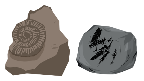 Ammonite fossil and a plant fossil