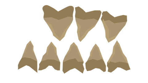 Shark teeth