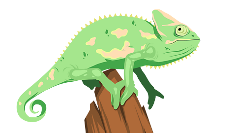 A veiled chameleon sitting on a branch