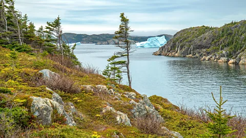 Alamy Plan your trip for May or June to see icebergs off the coast of Newfoundland (Credit: Alamy)